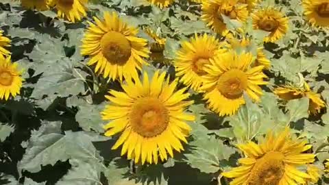 large area of sunflowers