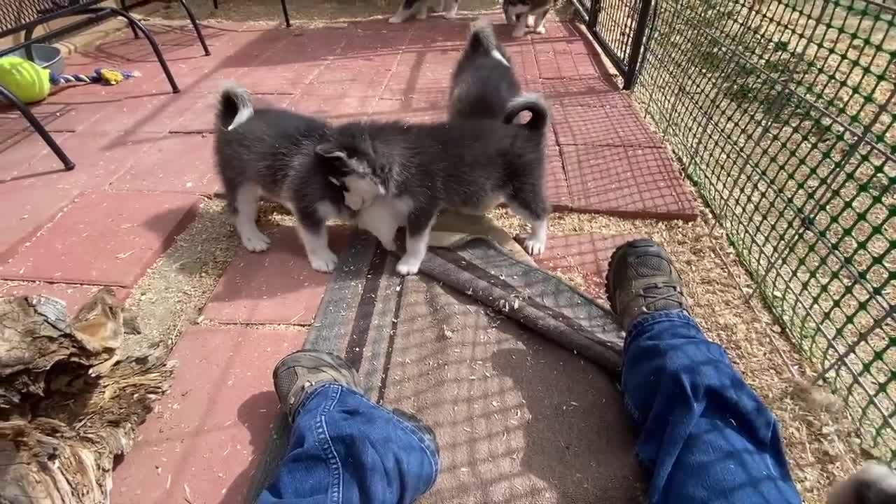 Snow Pack Alaskan Malamute puppies