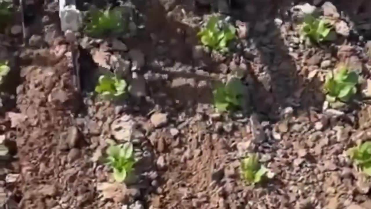 CRC vídeos curiosos