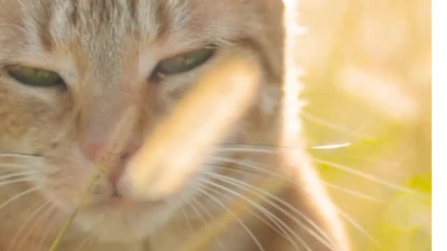 a cat was looking for a partner to breed until it strayed into the meadow