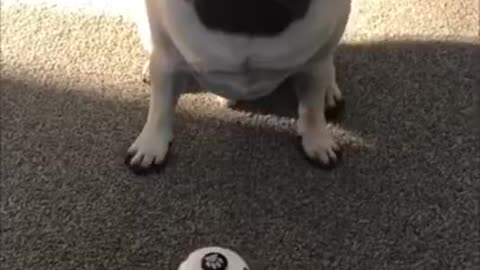 Funny & Cutest Dog
