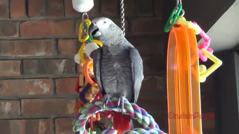 Einstein Parrot can talk better than most humansp30