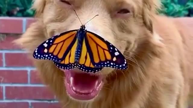 Very important boop (ig milothetoller)