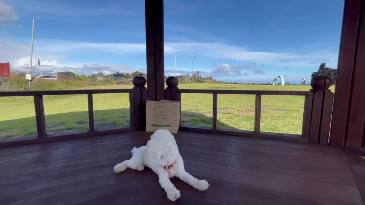 A puppy feeling the wind