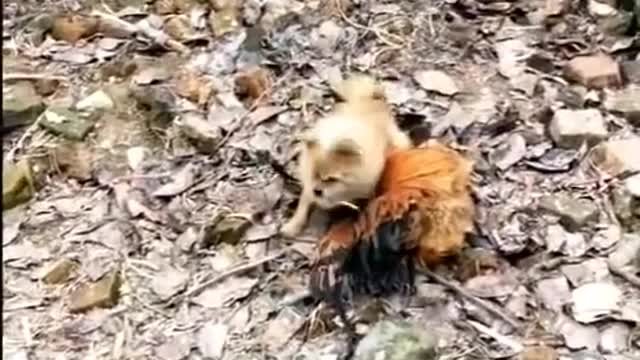 Funny animals 2021 compilation, you will never be able to laugh.