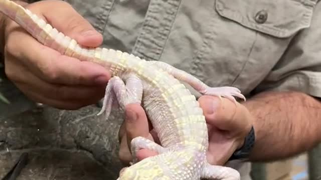 Zero the giant America alligator is growing so fast and now you know why 😱