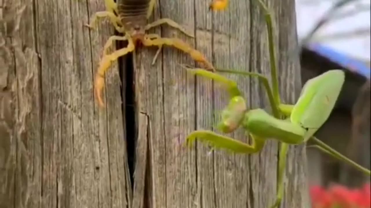 SCORPION VS PRAYING MANTIS WHICH ONE IS POWERFUL? #SHORTS #VIRAL