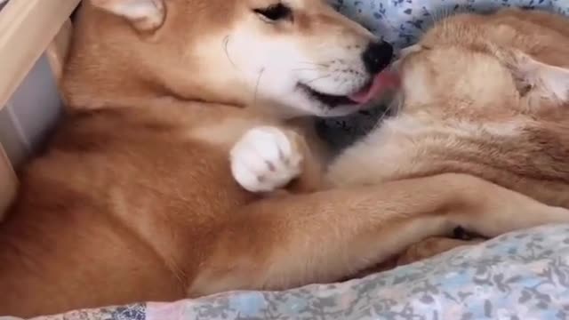 😍😍!!funny cat | beautiful cat and dog