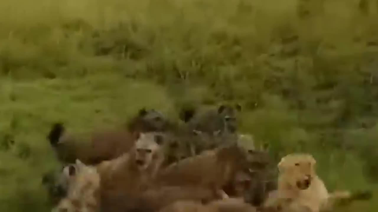 dog attack lion