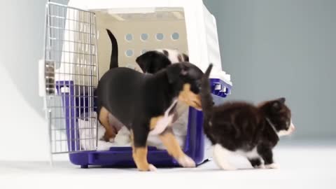 Kittens Meet Puppies For The First Time