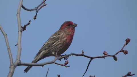 House Finch In Tree Video