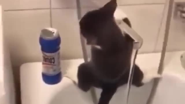 The cat is from the house next door.