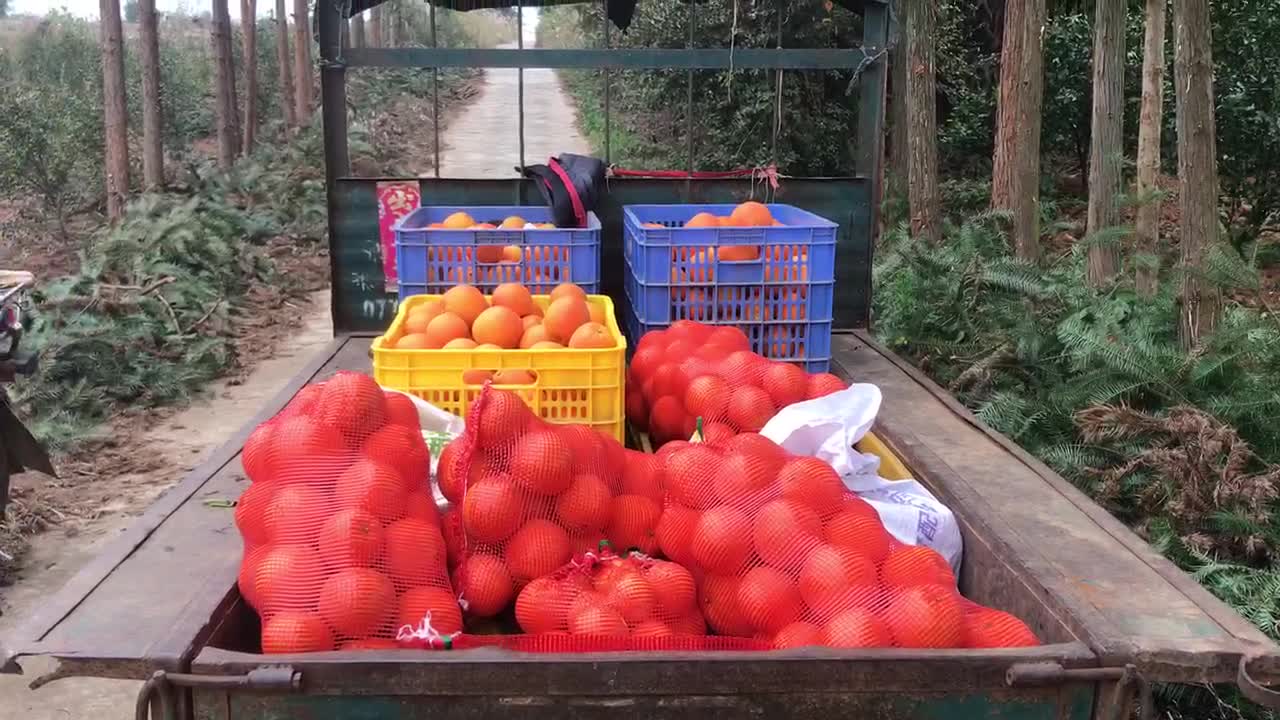 oranges