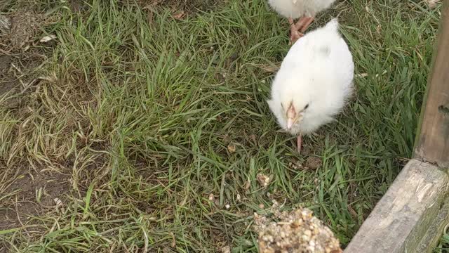 Silkie Chickens and Chicks Eat from Spoon