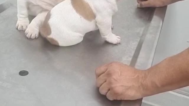 french bulldogs 1 time on vet