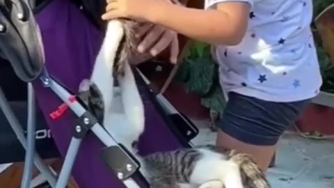 Ufff cat catch my hairs| funny cat video