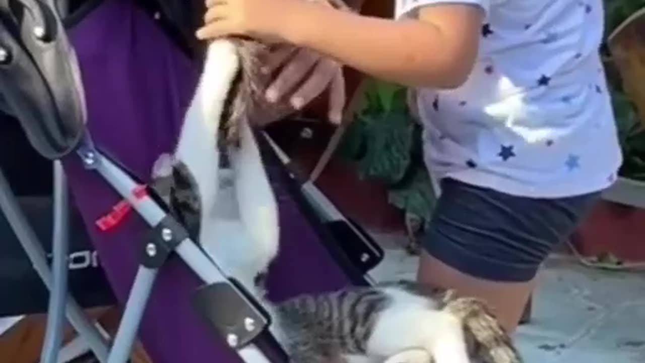 Ufff cat catch my hairs| funny cat video