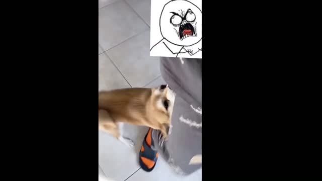 Ultimate Funniest Dogs and Cutest Puppies