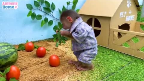 Cute monkey start farming growth tamata and water melon