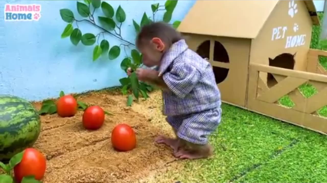 Cute monkey start farming growth tamata and water melon