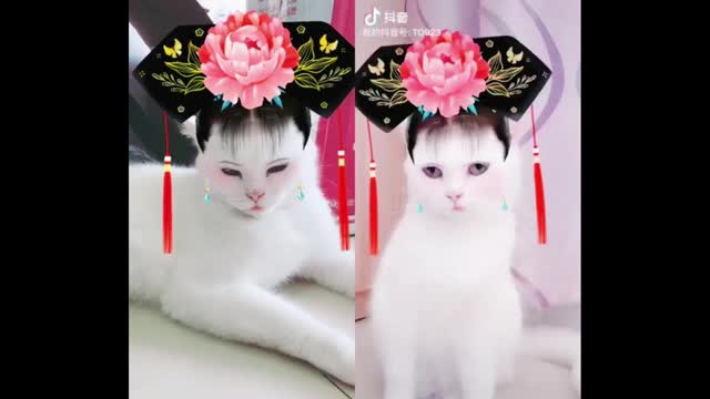 This cat is really delicate, like a beauty!