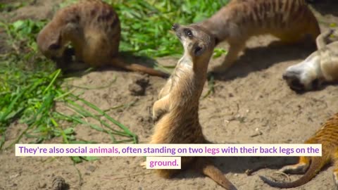 Unbelievable Animal Facts That Will Make You Say "WOW!"