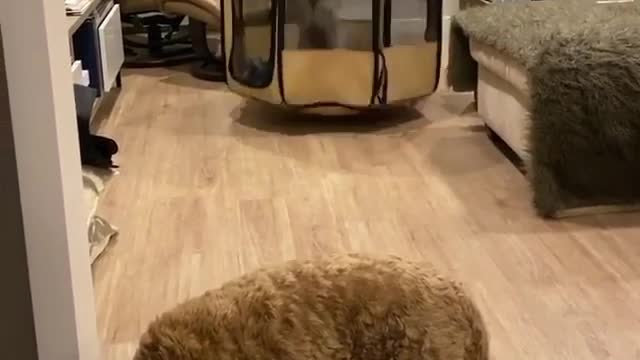 we all know this crazy dog