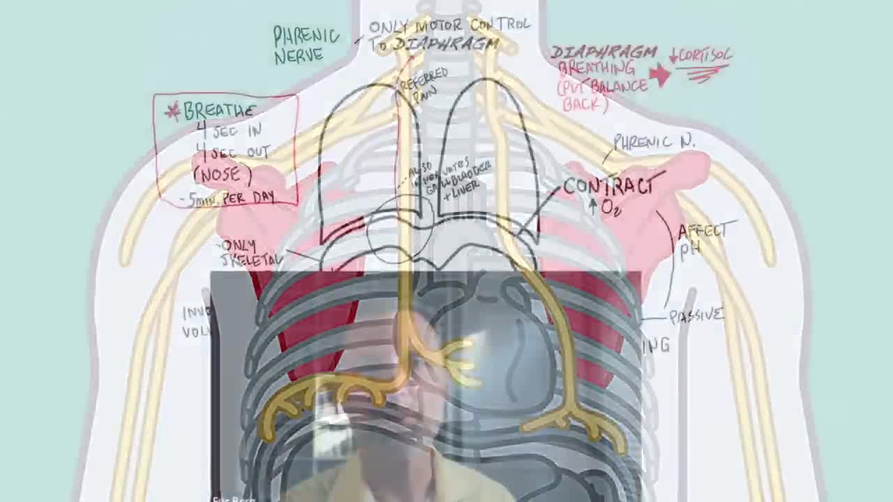 DrBerg-Breathing Technique For Lowering Cortisol