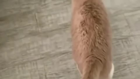 The world funny animal video 🐶🐭🐹🦊🐯🐯🐮🐮🐼🐨🐱🐭🐭🐱🐱🐱🐹🐰🦊🐭🐭
