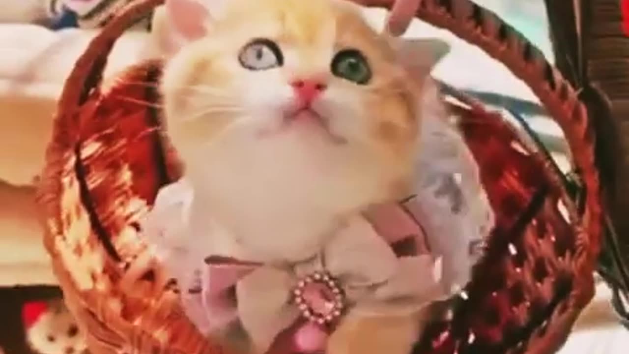 Om so cute cat 😍