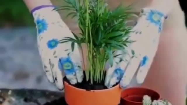 How to re-pot Areca Palm Plants Buy Areca Palm Plants Online Plant A Leaf #shorts #plantaleaf