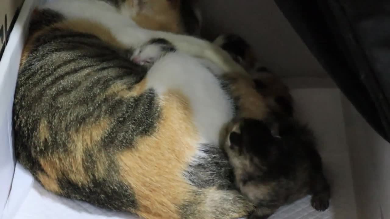 Mother Cat Disappeared With Kittens