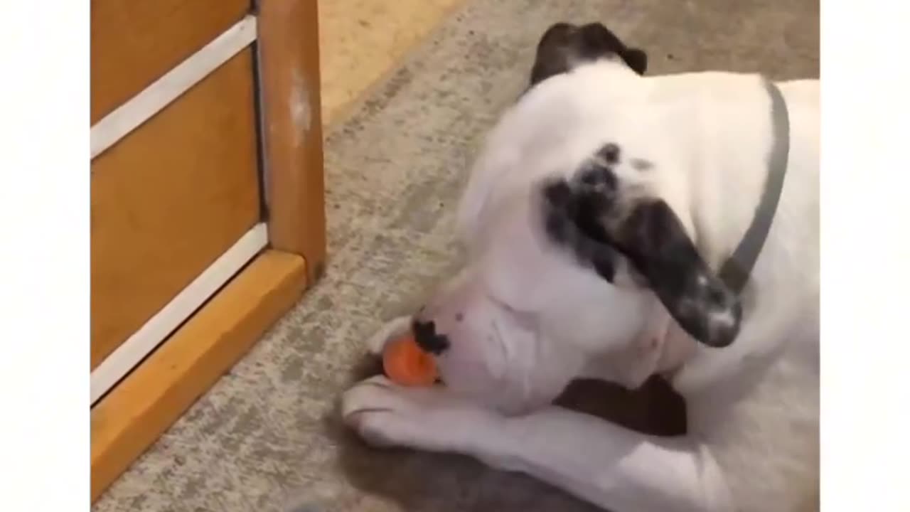 Dogs made for love
