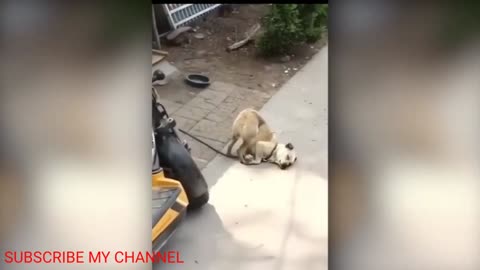 Cute dog funny moment