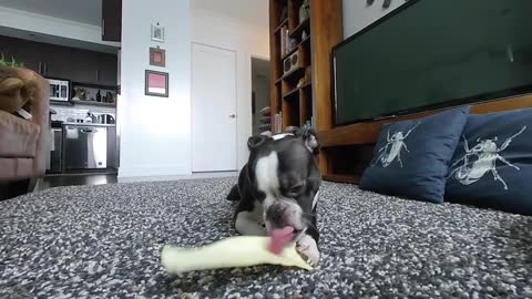 KoZmo the VR Boston Terrier Cutie