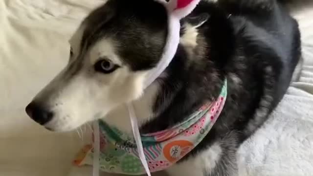 Celebrating Easter with meekathehusky