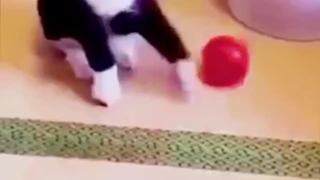 Cute hamster?
