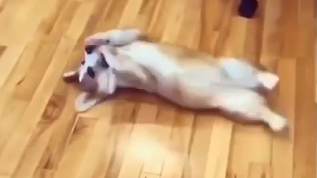 Funny Dog playing