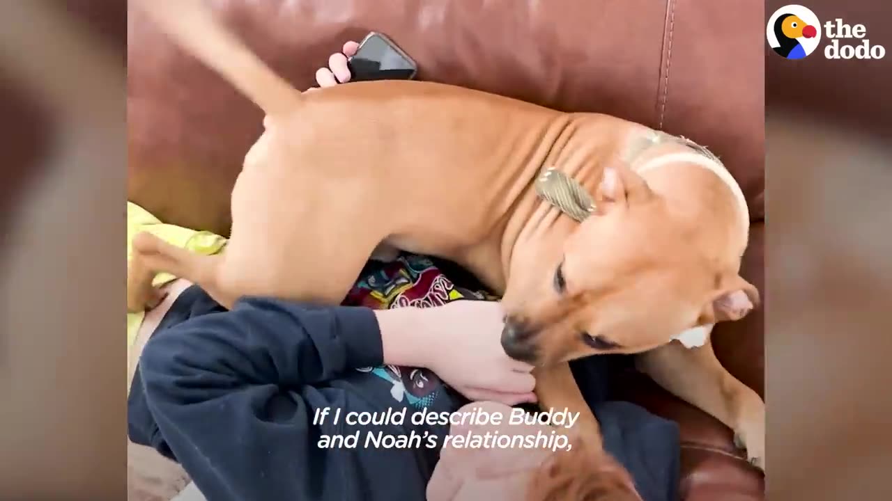 "Unexpected Companion: A Tale of a Man, a Stray Dog, and the Bonds of Compassion"