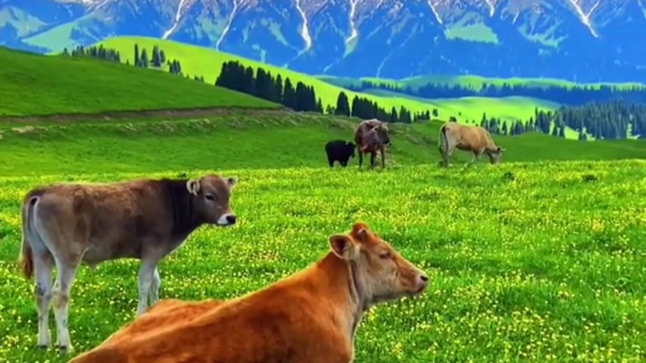 Beautiful View with Cow || Green Scenery