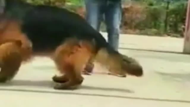 LongcoatGermanshepherd