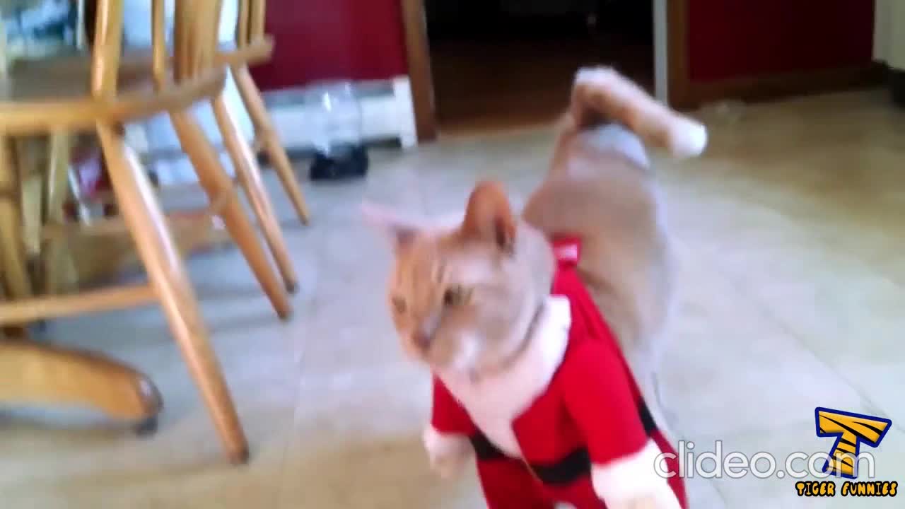 Christmas eve and funniest cat ever