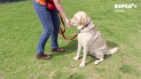 How to training our dog 🐕 at home