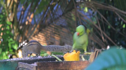 battle of parrots