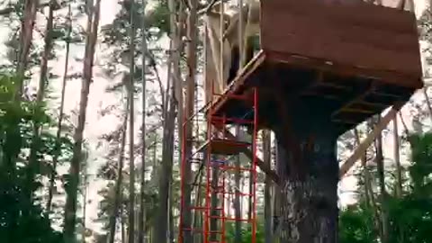 Tree stand in the woods