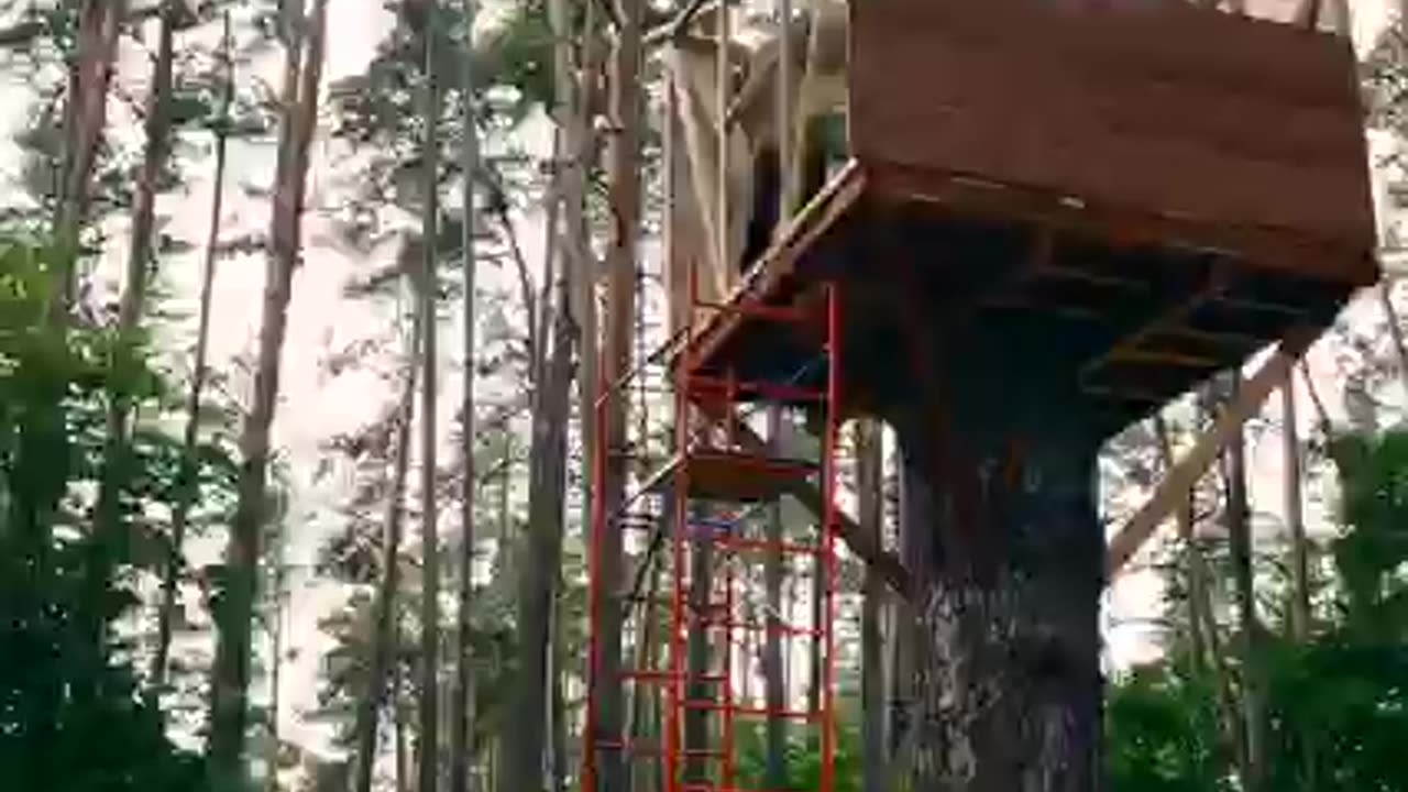 Tree stand in the woods