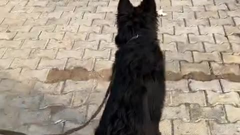 Dog Lover's
