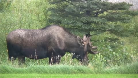 Mr. Moose meets the electric fence