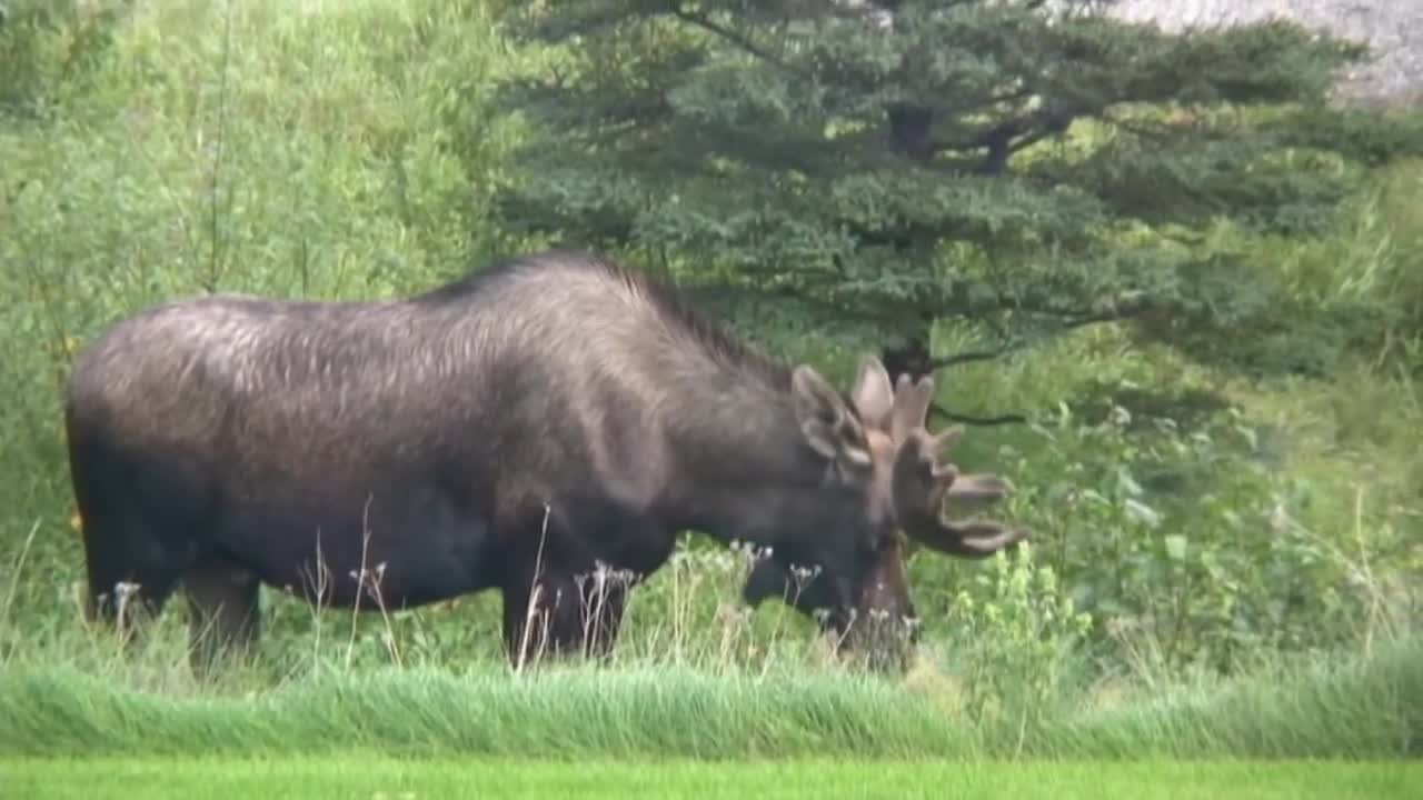 Mr. Moose meets the electric fence