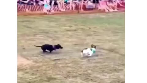 Clever puppy wins the race